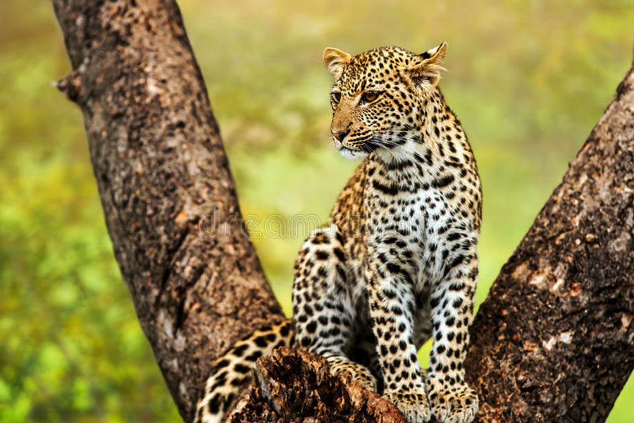 Satpura And Pench National Park Tour